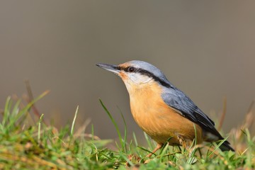 Eurasian nuthatch perching.