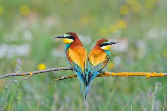 Couple of bee-eaters on leafless branch