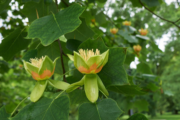 Liriodendron tulipifera