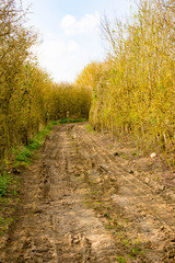 Public footpath
