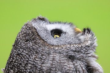 A close up portrait of the face of a Great Grey Owl (Strix nebulosa)