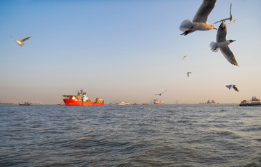 Gulls on the background of the sea and steamboats