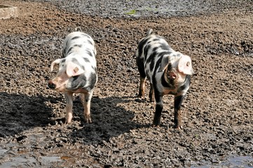 Schweine