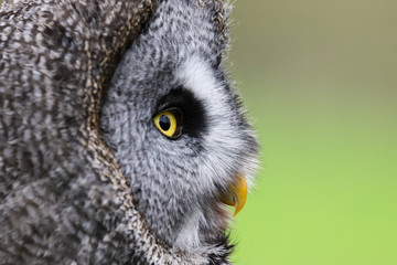 A close up portrait of the face of a Great Grey Owl (Strix nebulosa)