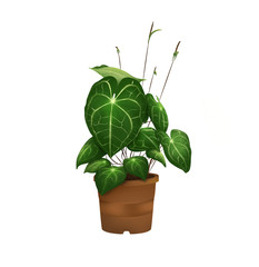 Anthurium crystallinum green plant in a pot Isolated on White Illustration