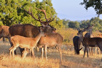 A adult red deer stag.