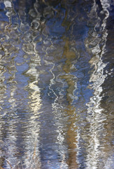 trees reflected in the water of the forest stream