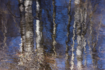 trees reflected in the water of the forest stream