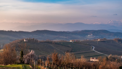 Spring sunset in the vineyards of Collio Friulano