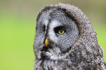 A close up portrait of the face of a Great Grey Owl (Strix nebulosa)