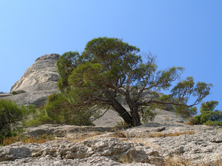 Beautiful green coniferous tree on the background of mountains and sky. Relic tree Mozhevelnik. Black Sea coast Crimea.