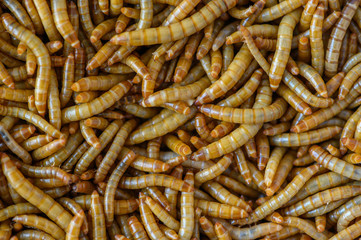close up of meal worms.