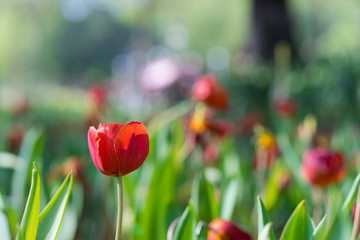 Fototapeta premium Beautiful red tulip in the garden on green tree tulips background,