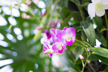 Pink orchid on bokeh background,