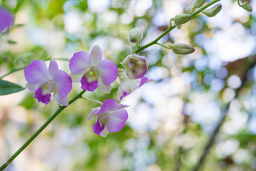 Beautiful Orchid flower on bokeh background,