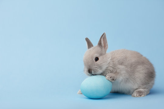 Easter bunny with egg on blue background