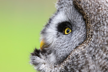 A close up portrait of the face of a Great Grey Owl (Strix nebulosa)