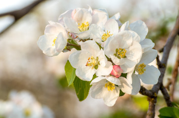 Fototapeta premium Spring blossoms of blooming apple tree in springtime.