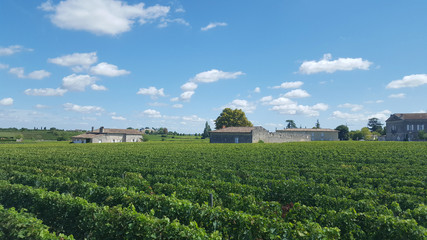 Fototapeta na wymiar Vineyards in Saint Emilion, France