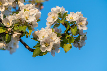 Spring blossoms of blooming apple tree in springtime.
