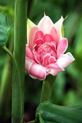 Rose de porcelaine © des_illusion