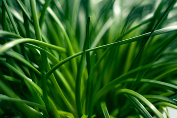 The grass