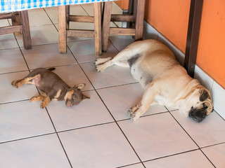 Dog and small dog sleeping on white tile background,