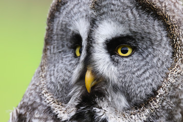 A close up portrait of the face of a Great Grey Owl (Strix nebulosa)