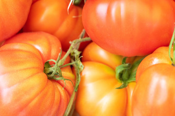 Récolte de Tomates, variétés anciennes et oubliées