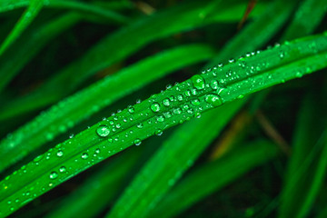 water drops on green leaf