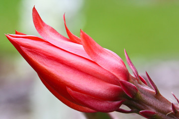 Obraz premium red tulip on green background