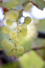 Sur treille en Provence, grappe de raisin blanc