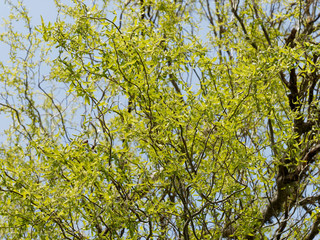Salix matsudana 'Tortuosa' - Feuillage printanier du saule de Pékin tortueux