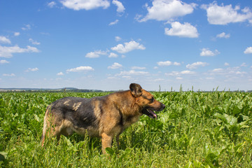 German Shepherd in the field,dog shepherd stands on fields of sugar beet in the summer