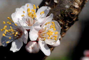 Apricot flowers on a branch closeup. Shallow depth of field