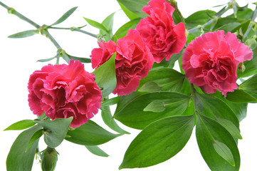bouquet of red carnation  on white background