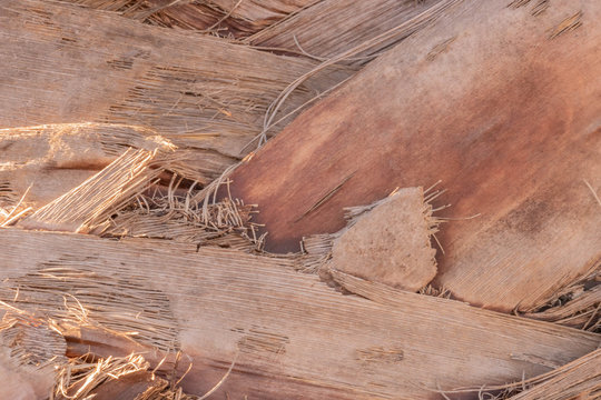Texture d'&eacute;corce de palmier. Fond naturel