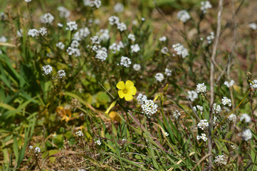 Close-up of Yellow Common Wood Sorrel Flowers, Oxalis Acetosella