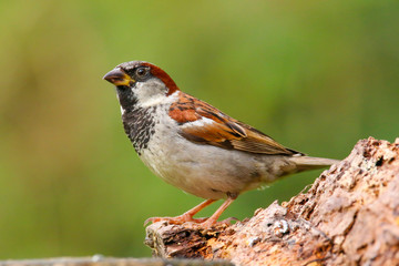 A male House Sparrow (Passer domesticus) perched on a branch.  Taken in Cardiff, South Wales, UK