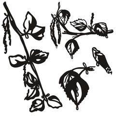 Set of hand drawn birch branch isolated on white