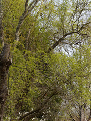 Obraz premium Salix matsudana 'Tortuosa' - Feuillage printanier du saule de Pékin tortueux au printemps