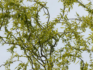 Salix matsudana 'Tortuosa' - Branches et feuillage printanier du saule de Pékin tortueux