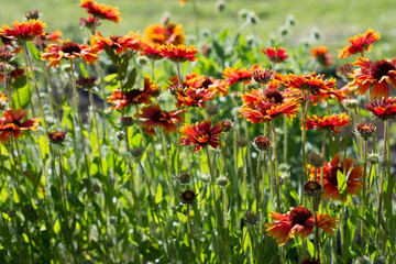 Gaillardia aristata flowers grow in the garden