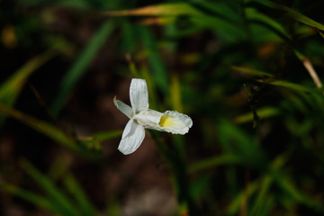 Small delicate tropical flower white color.