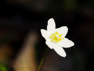 Anemone in the darkness of the forest