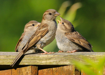 An adult female House Sparrow (Passer domesticus) with two baby sparrows begging for food.  Sitting on my garden fence in Cardiff, South Wales, UK