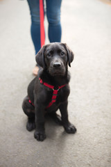 Black Labrador Puppy