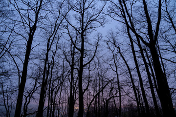 Silhouettes of trees in the night park