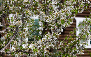 Blooming cherry tree in the garden. Cherry flowers close up. Natural blurred background.
