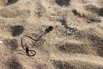 Atlantic littoral in Brittany (France)